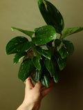 Monstera Standleyana Albo 6 Inch