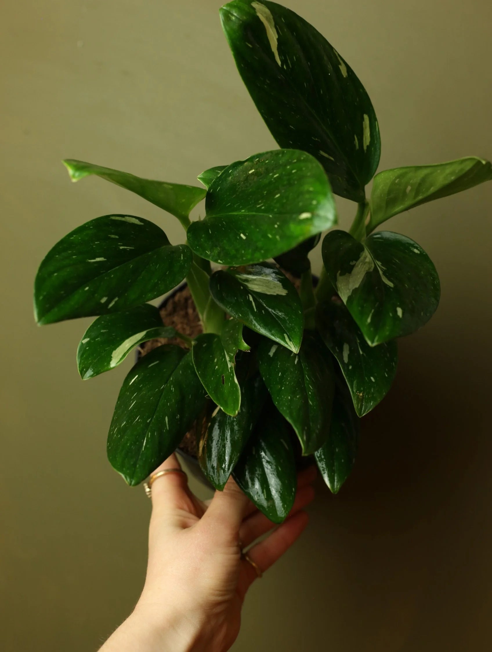 Monstera Standleyana Albo 6 Inch