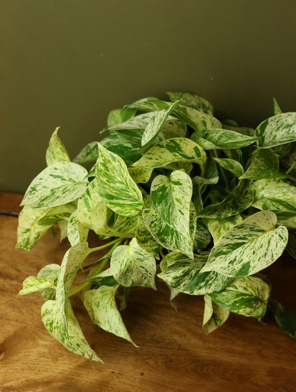Marble Queen Pothos 6 Inch