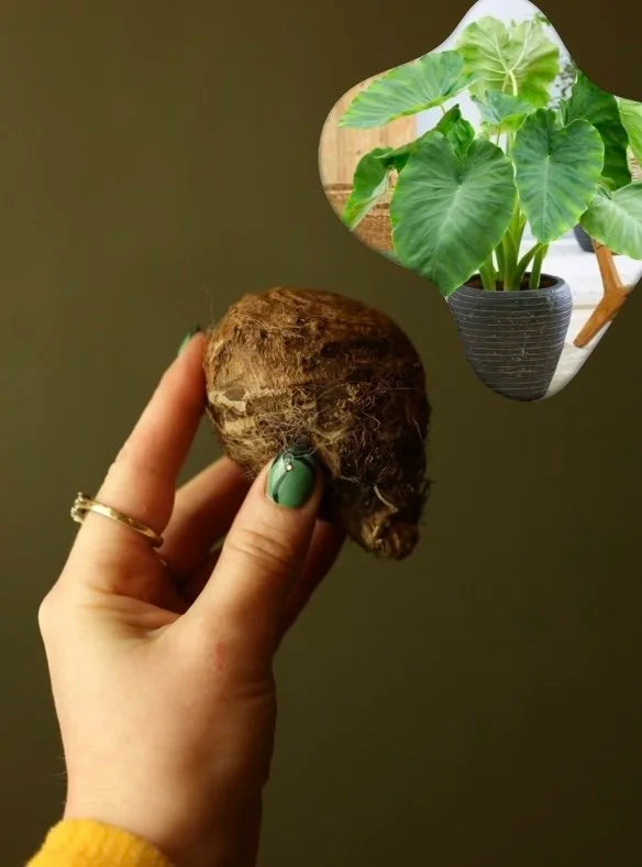 Elephant Ear Bulb