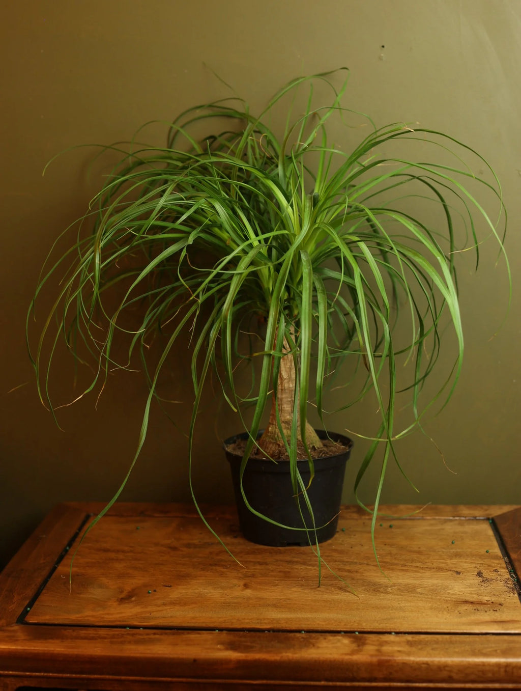 Ponytail Palm 6 Inch