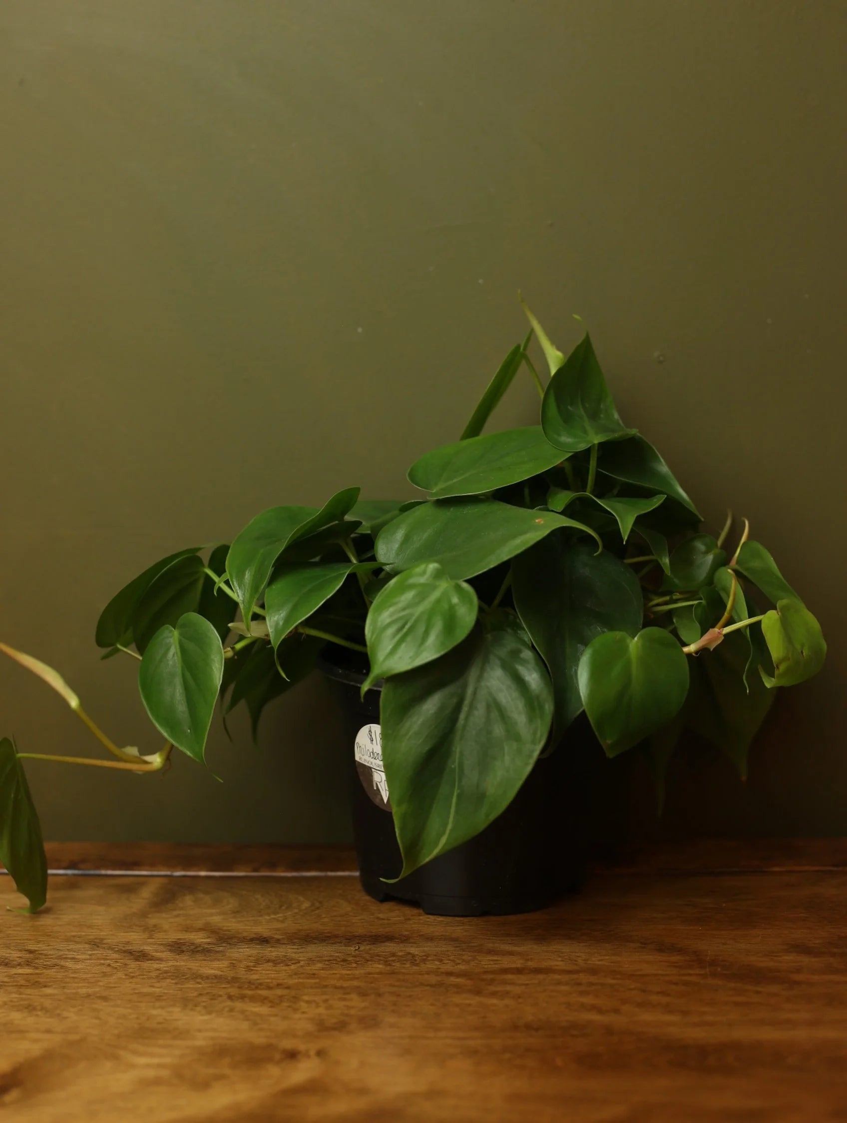 Heart Leaf Philodendron 6 Inch