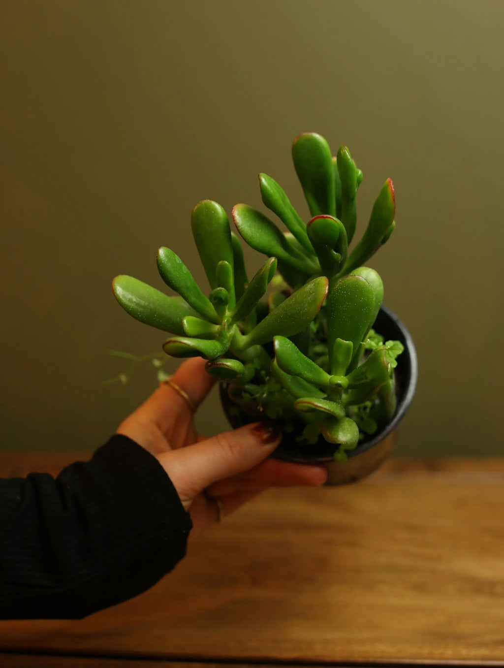 Jade 'Gollom' 4 Inch