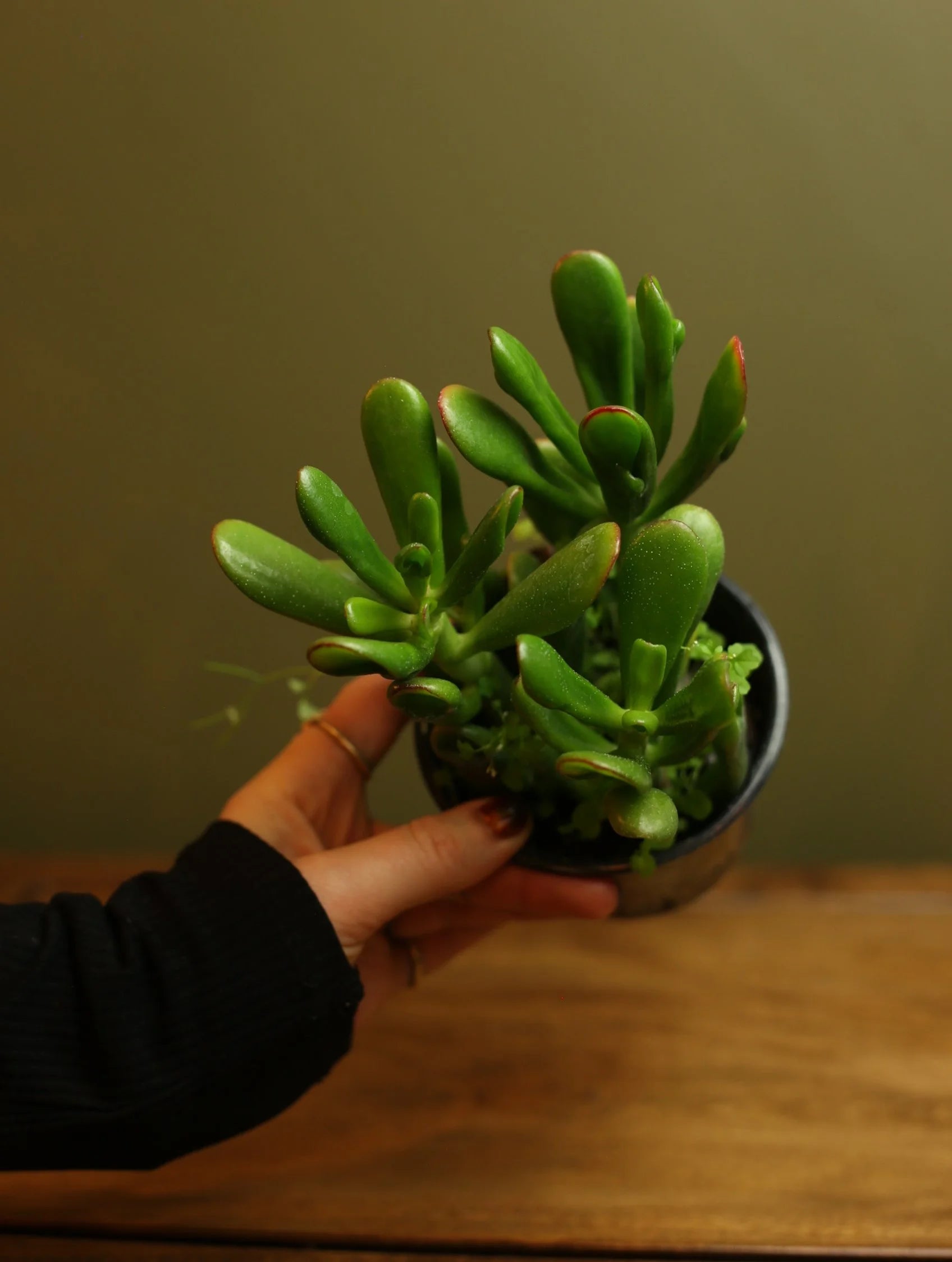 Jade 'Gollom' 4 Inch