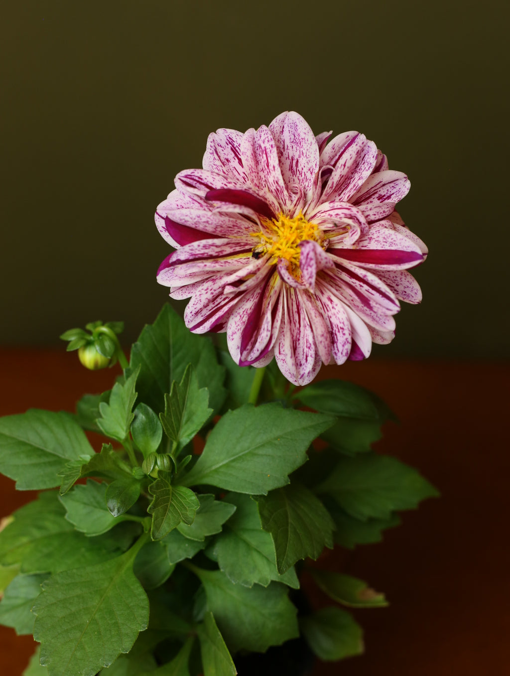 Dahlias 4 inch