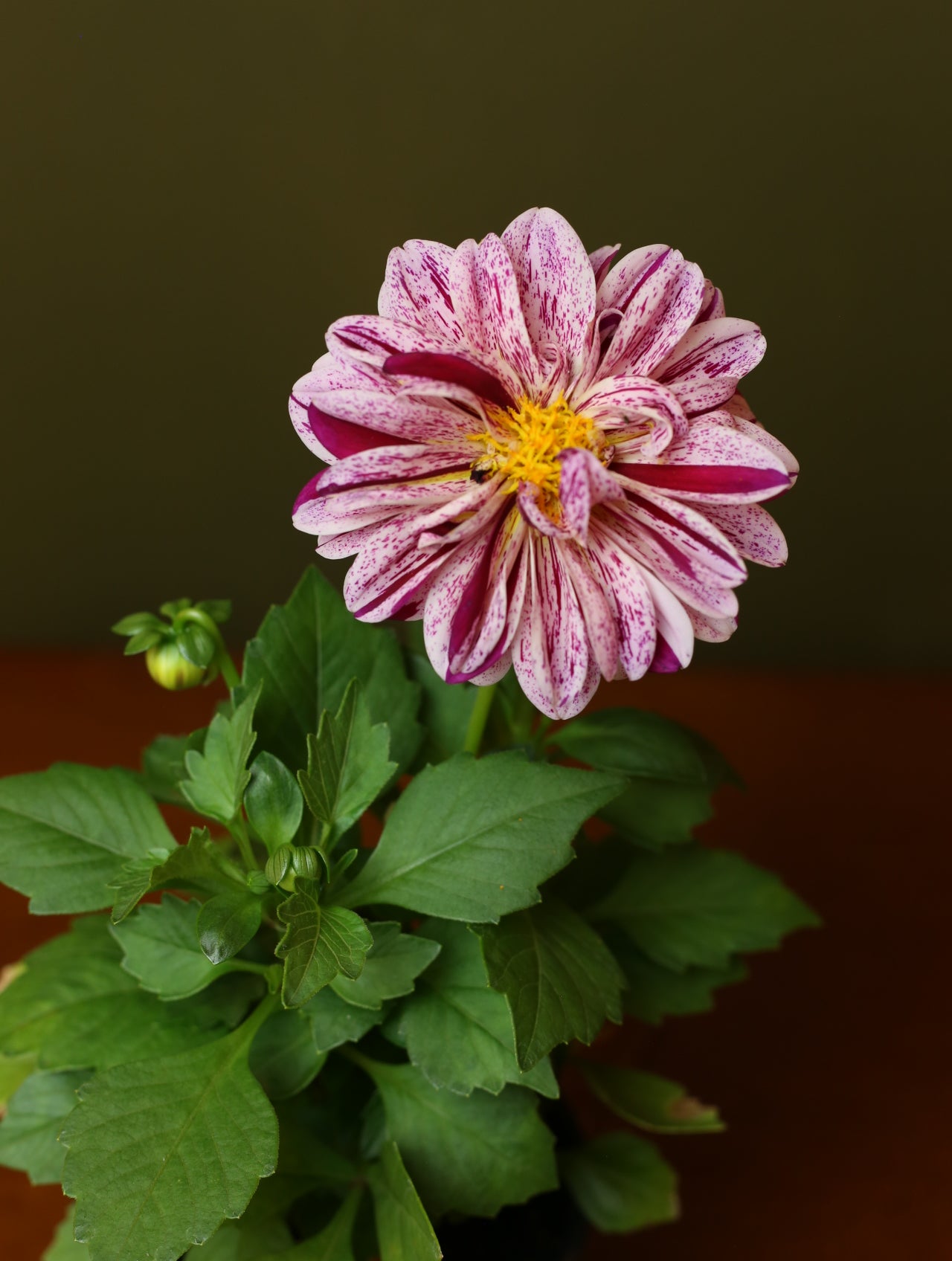Dahlias 4 inch