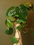Heart Leaf Philodendron 4 Inch