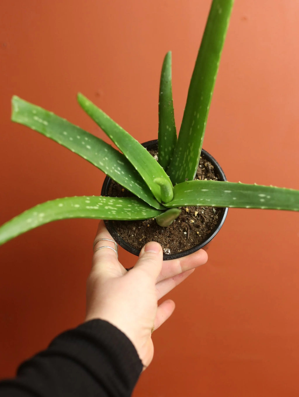 Aloe Vera 4 Inch