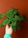 Philodendron Micans 4 Inch