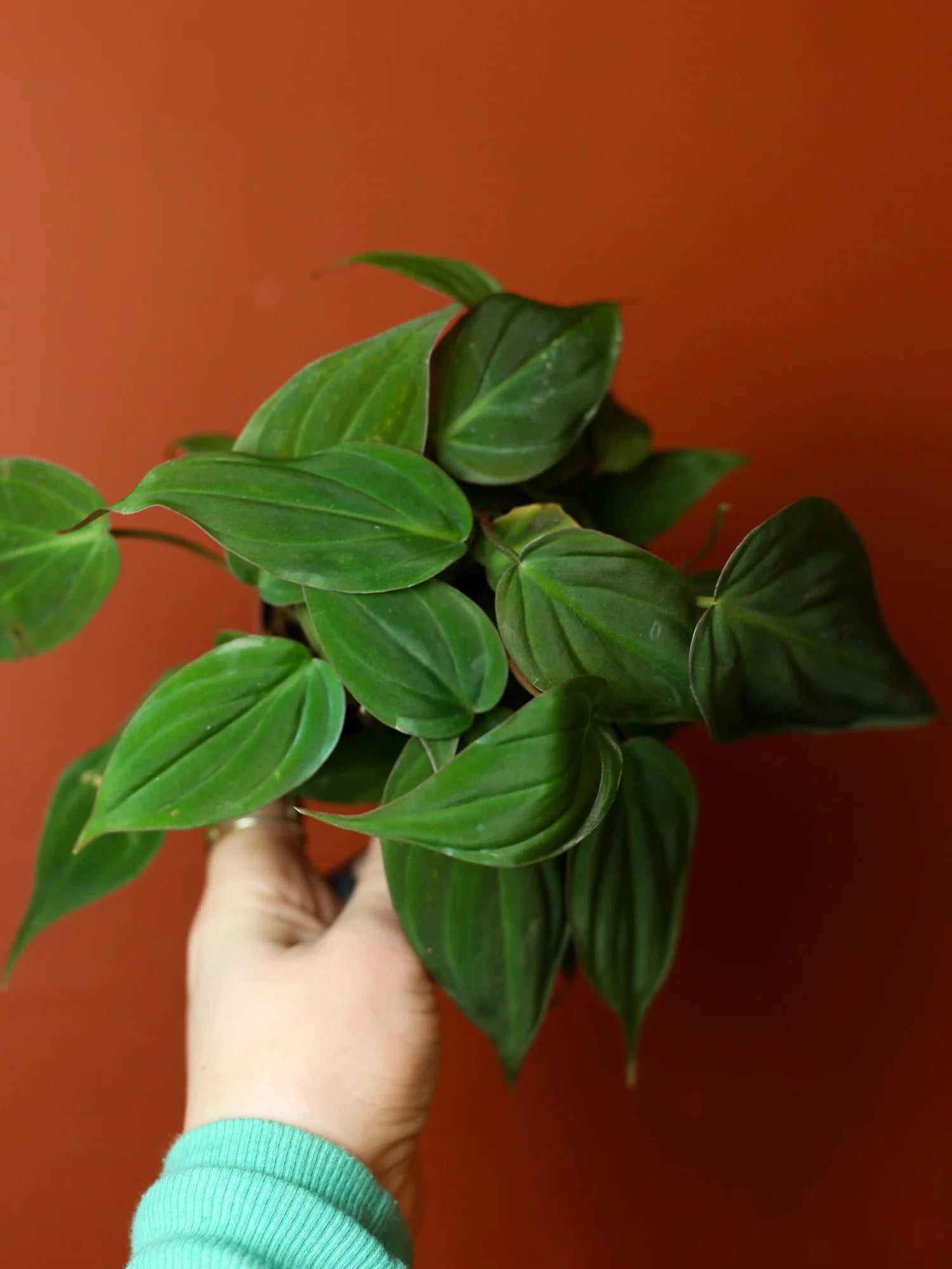 Philodendron Micans 4 Inch