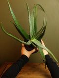 Aloe Vera 6 Inch