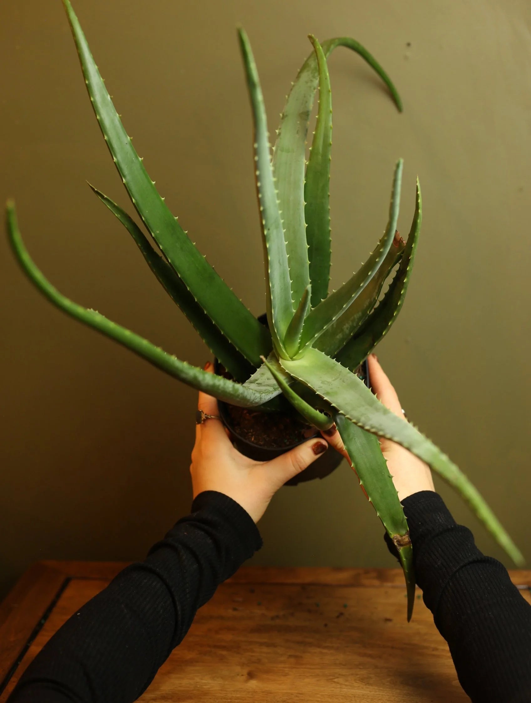 Aloe Vera 6 Inch