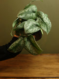 Scindapsus Pictus 'Exotica' 4 Inch