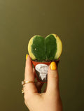 Hoya Kerrii 3 Inch