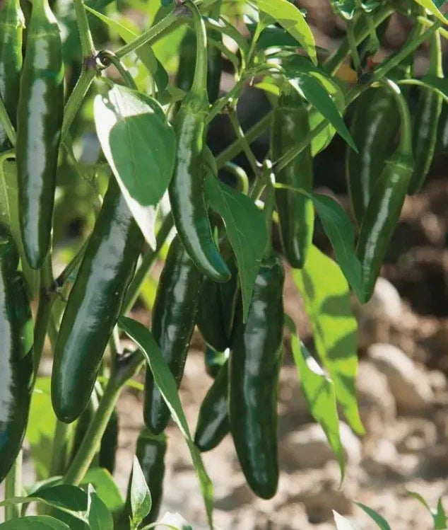 Serrano Hot Pepper Garden Seeds