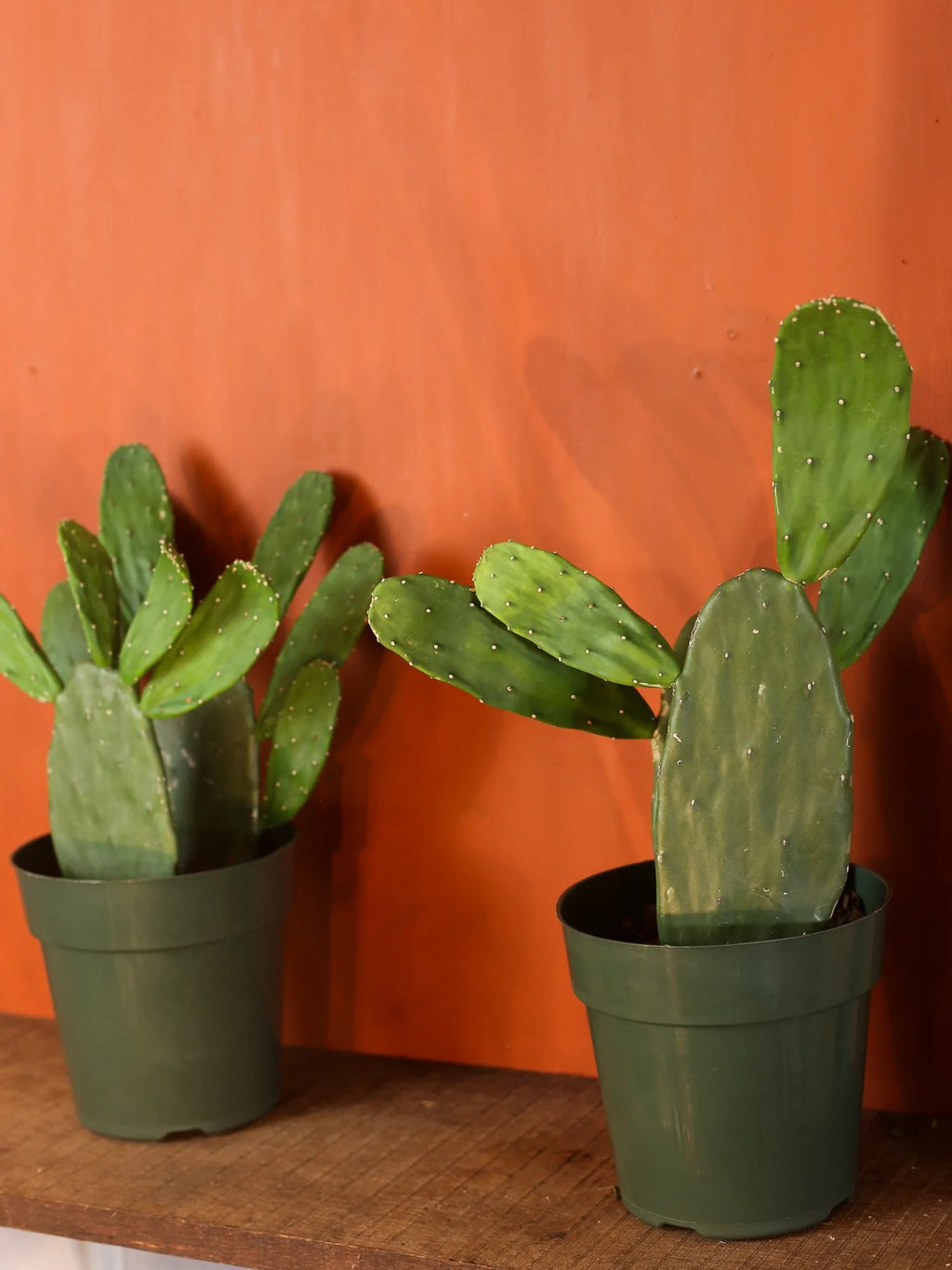 Prickly Pear Cactus 6 inch