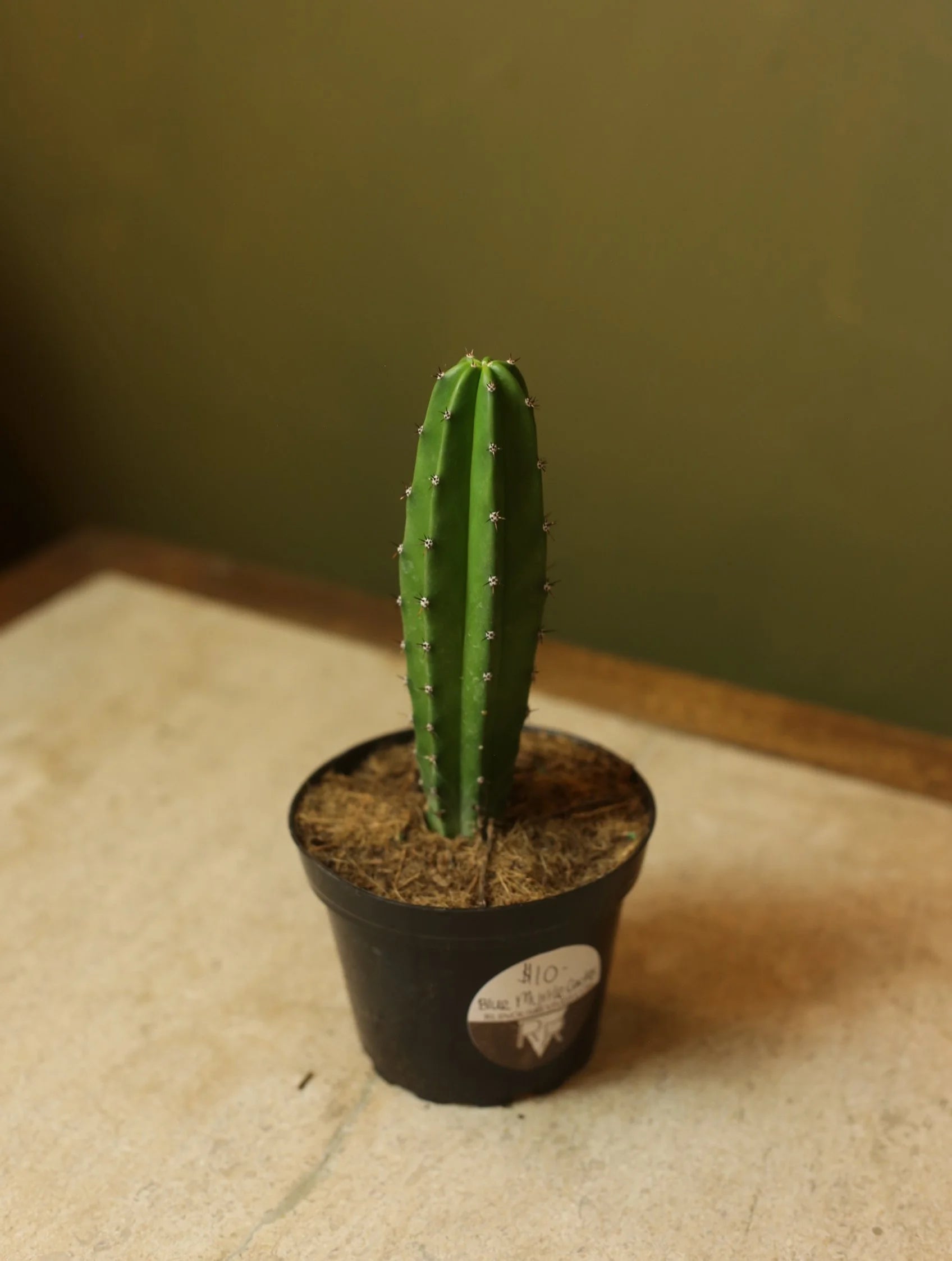 Blue Myrtle Cactus 4 Inch