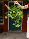 Golden Pothos 8 inch Hanging
