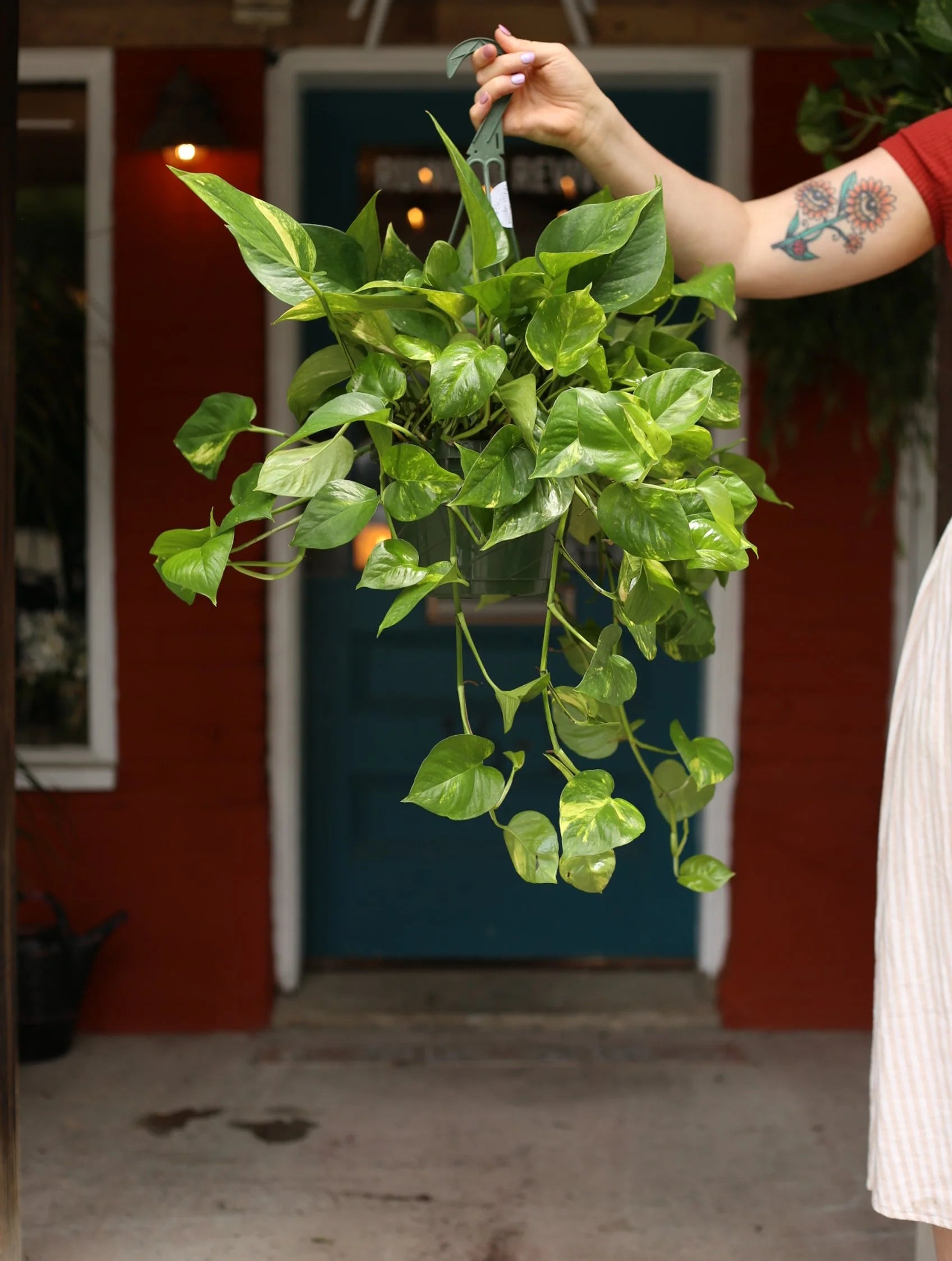 Golden Pothos 8 inch Hanging