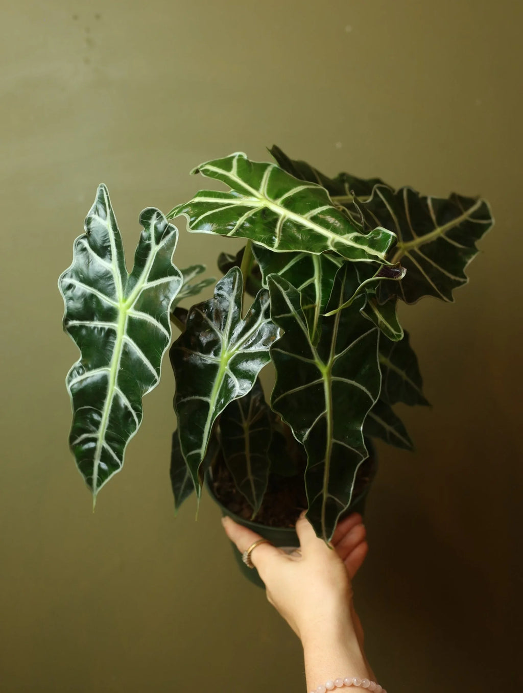 Alocasia Polly 6 Inch