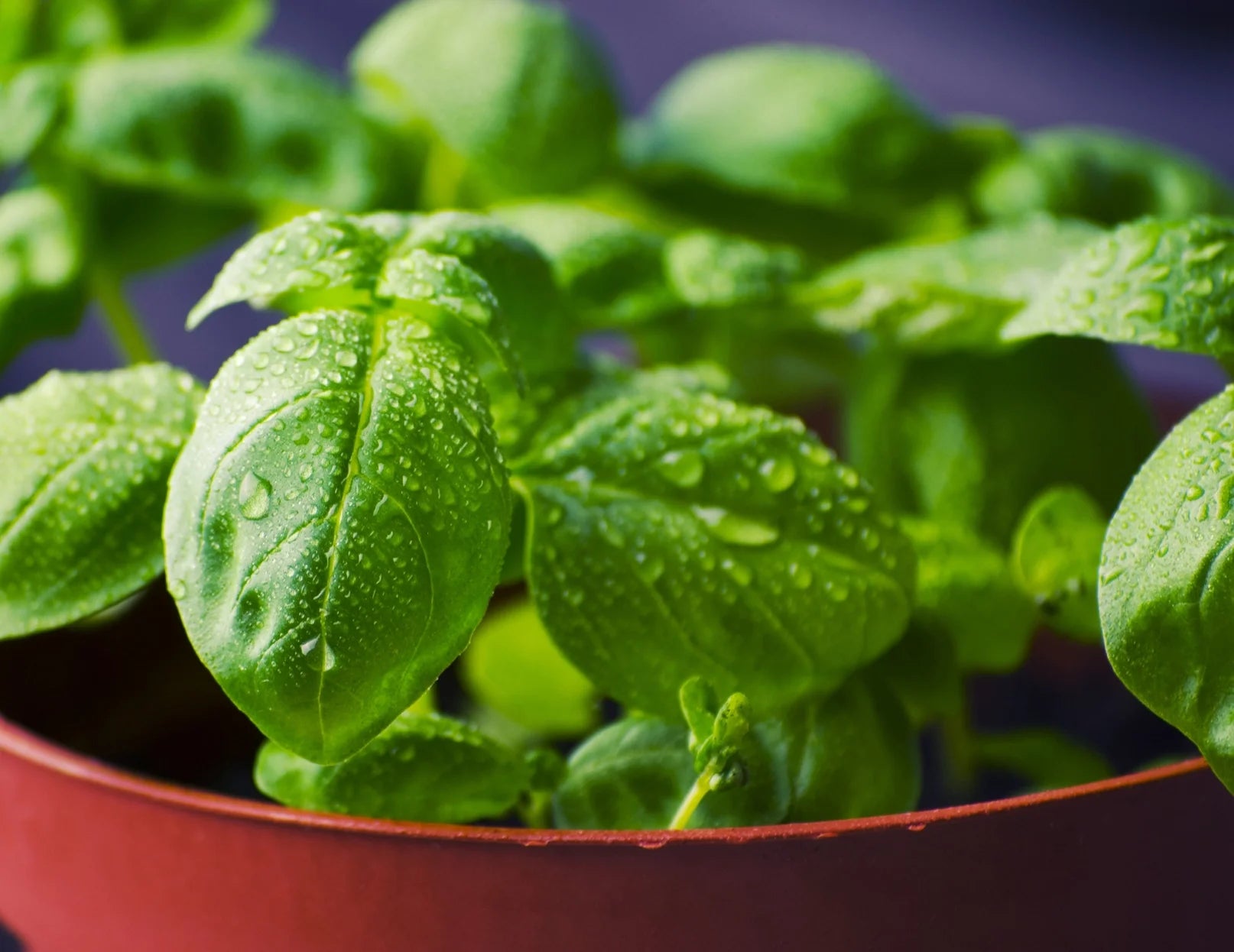 Genovese Basil Garden Seeds