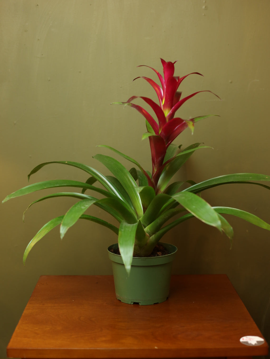 Bromeliad Guzmania Magenta 6 inch