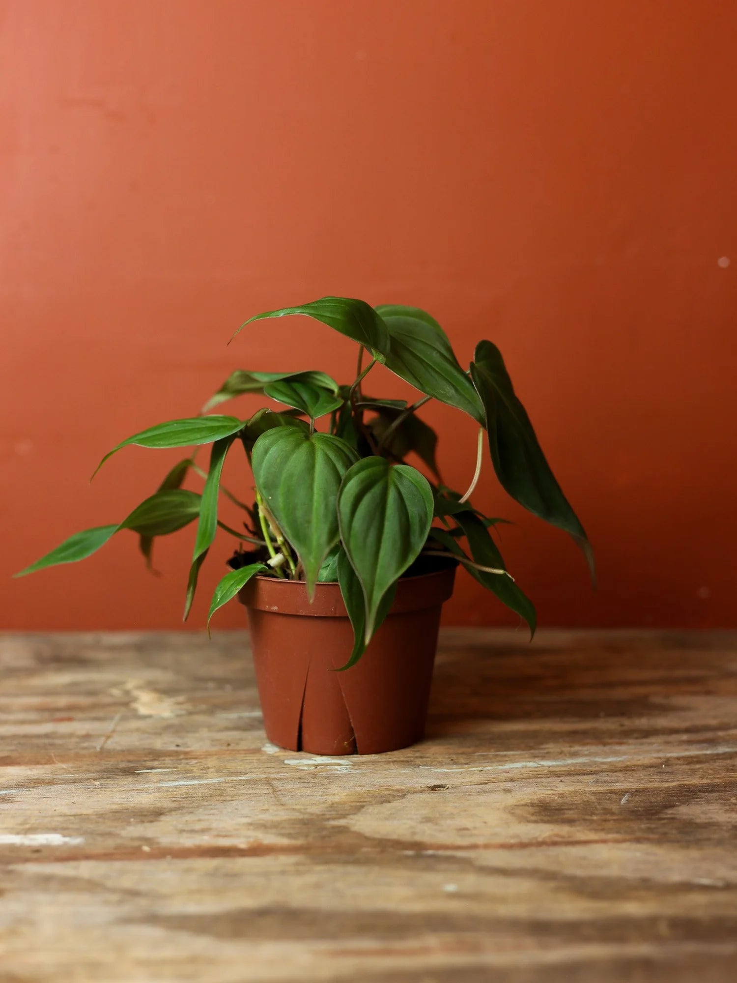 Philodendron Micans 4 Inch