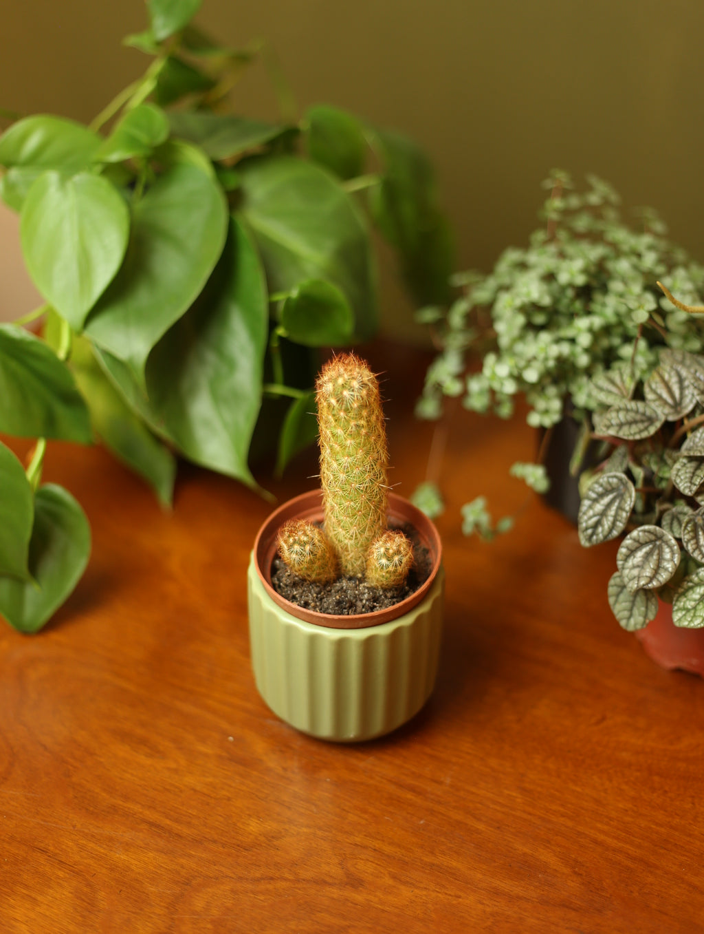 Sage Green Plant Pot - 2.75 inch