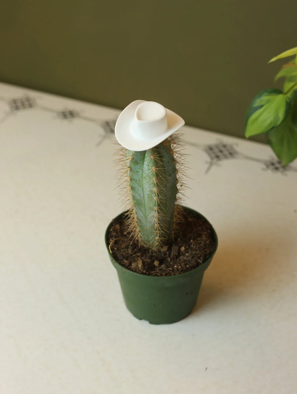 Plant Cowboy Hats