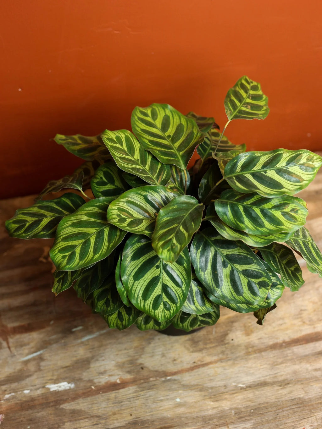 Calathea Makoyana 6 Inch