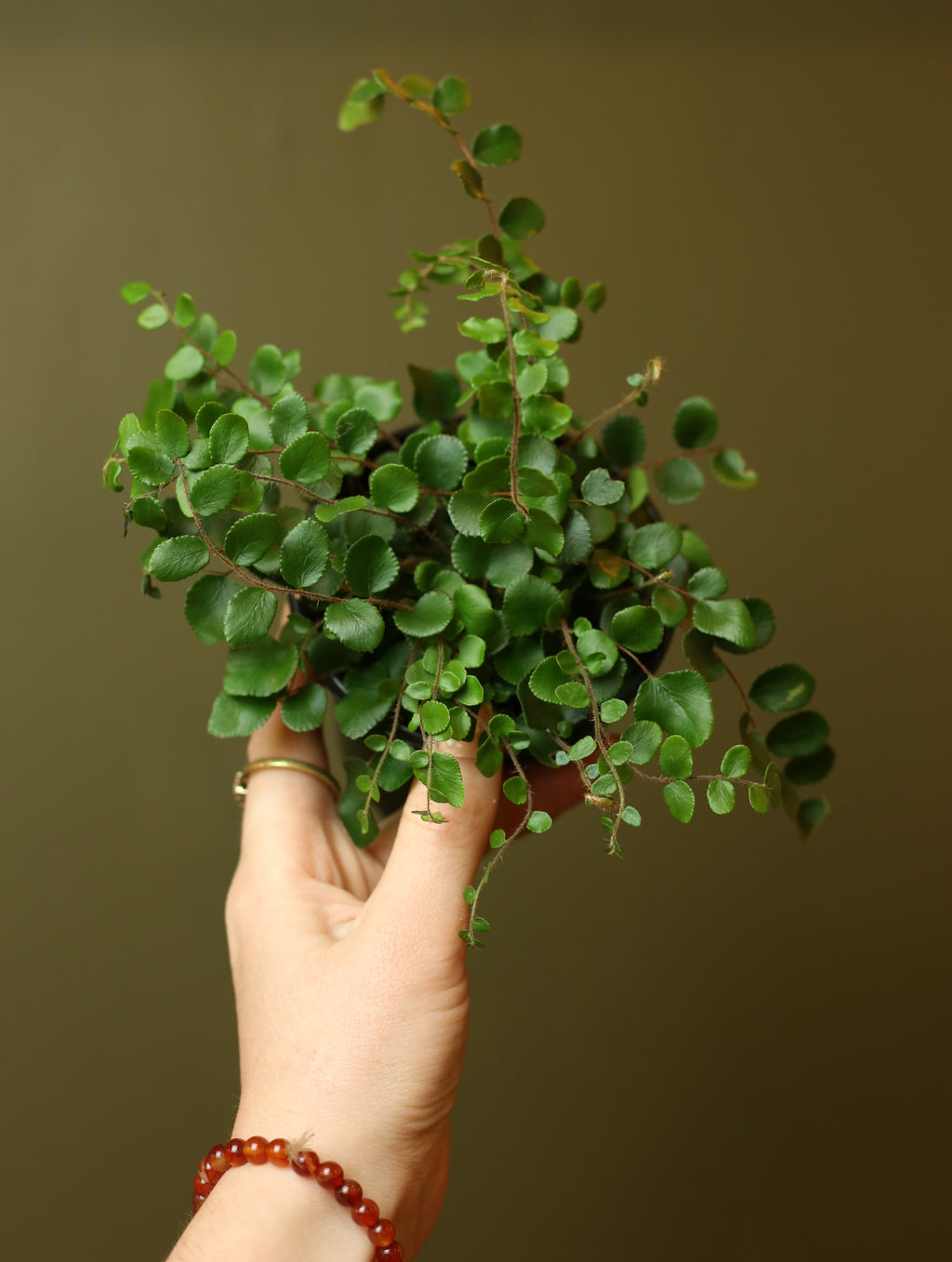 Button Fern 4 inch