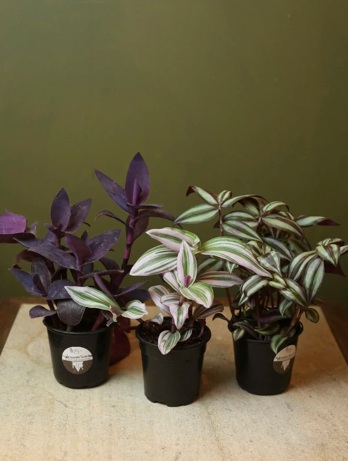 Tradescantia Plants 4 Inch