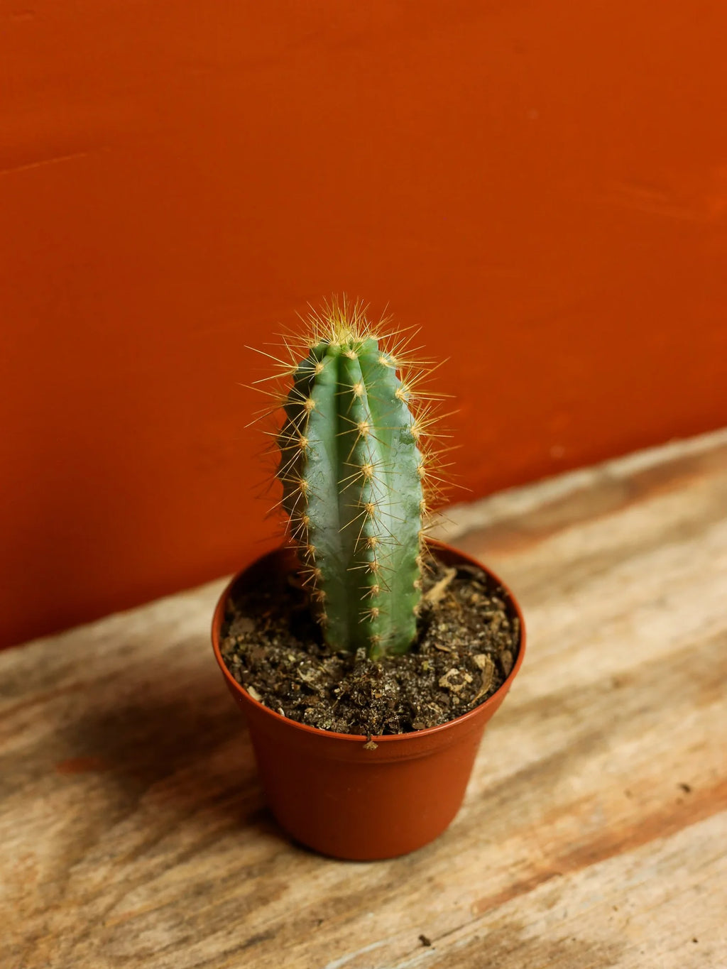 Blue Columnar Cactus 3 Inch