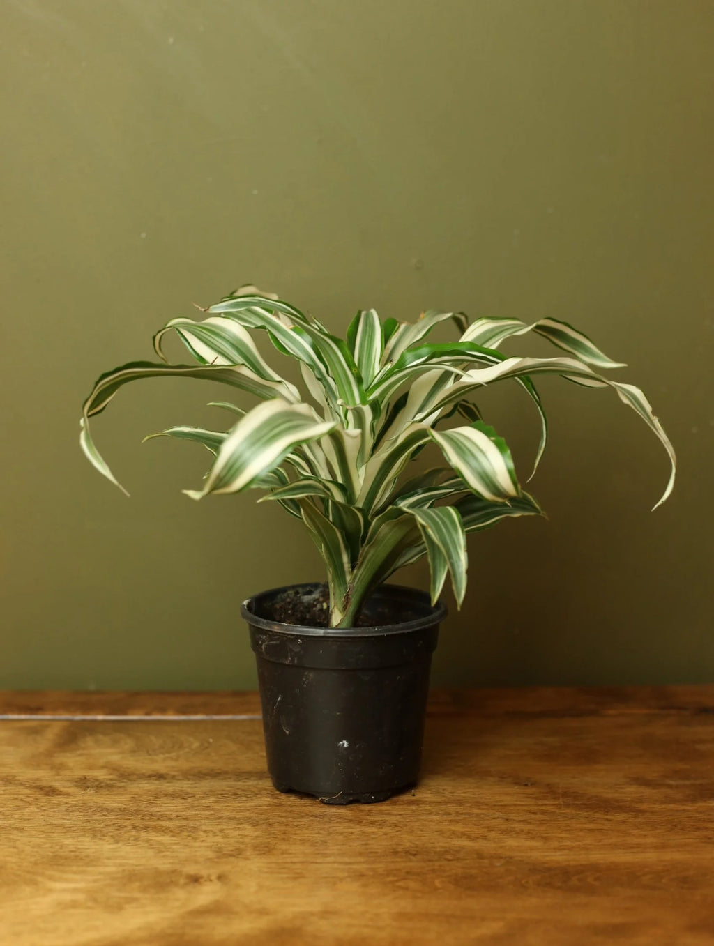 Dracaena Jade Jewel 4 Inch