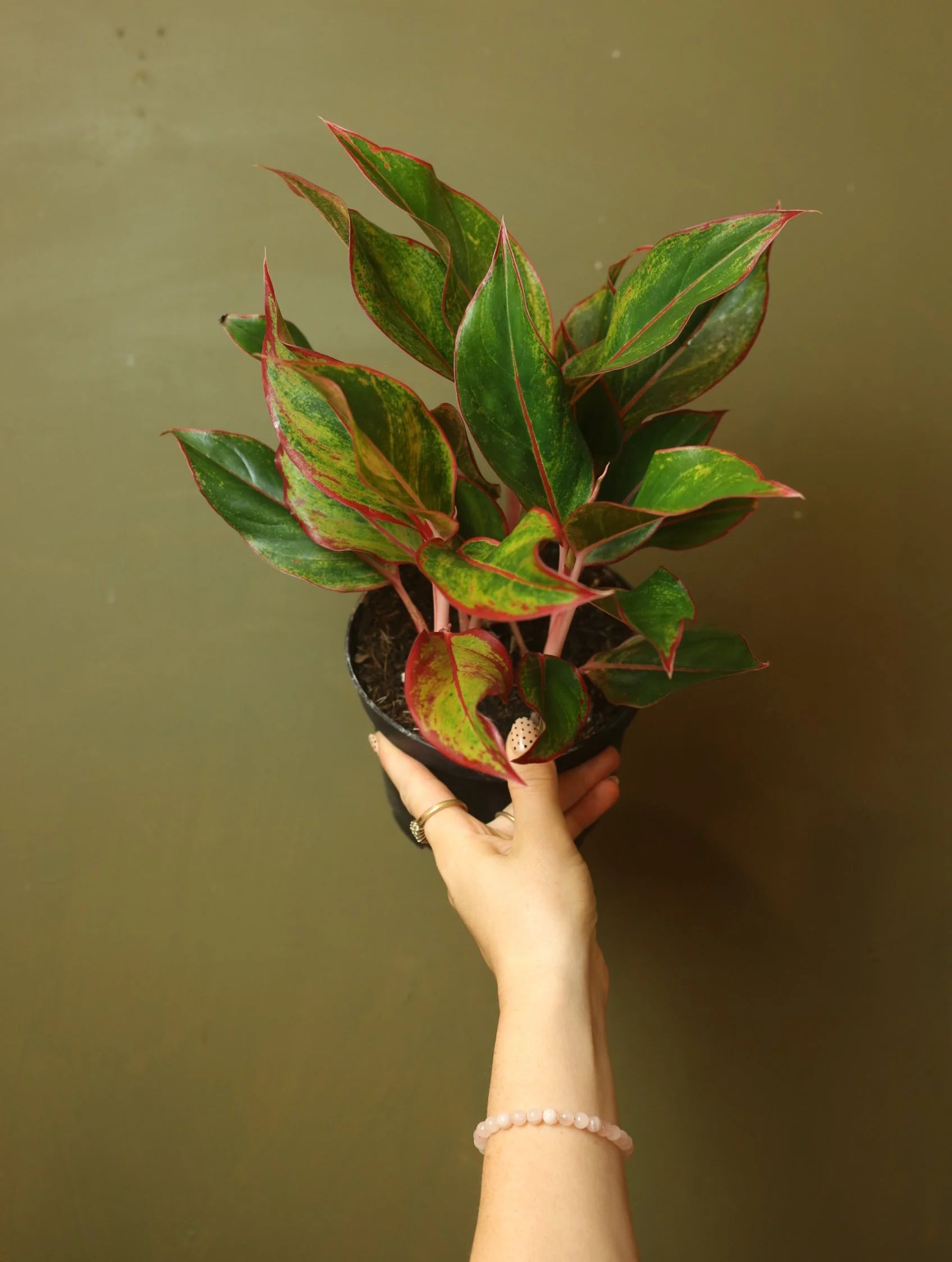 Red Siam Chinese Evergreen 6 Inch