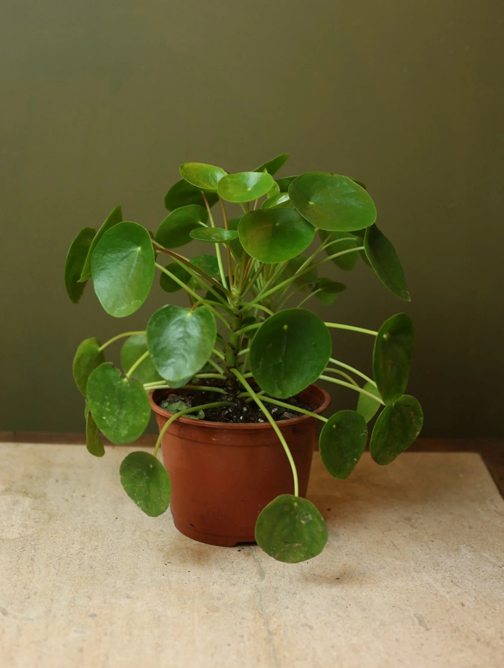 Pilea Peperomioides 6 Inch