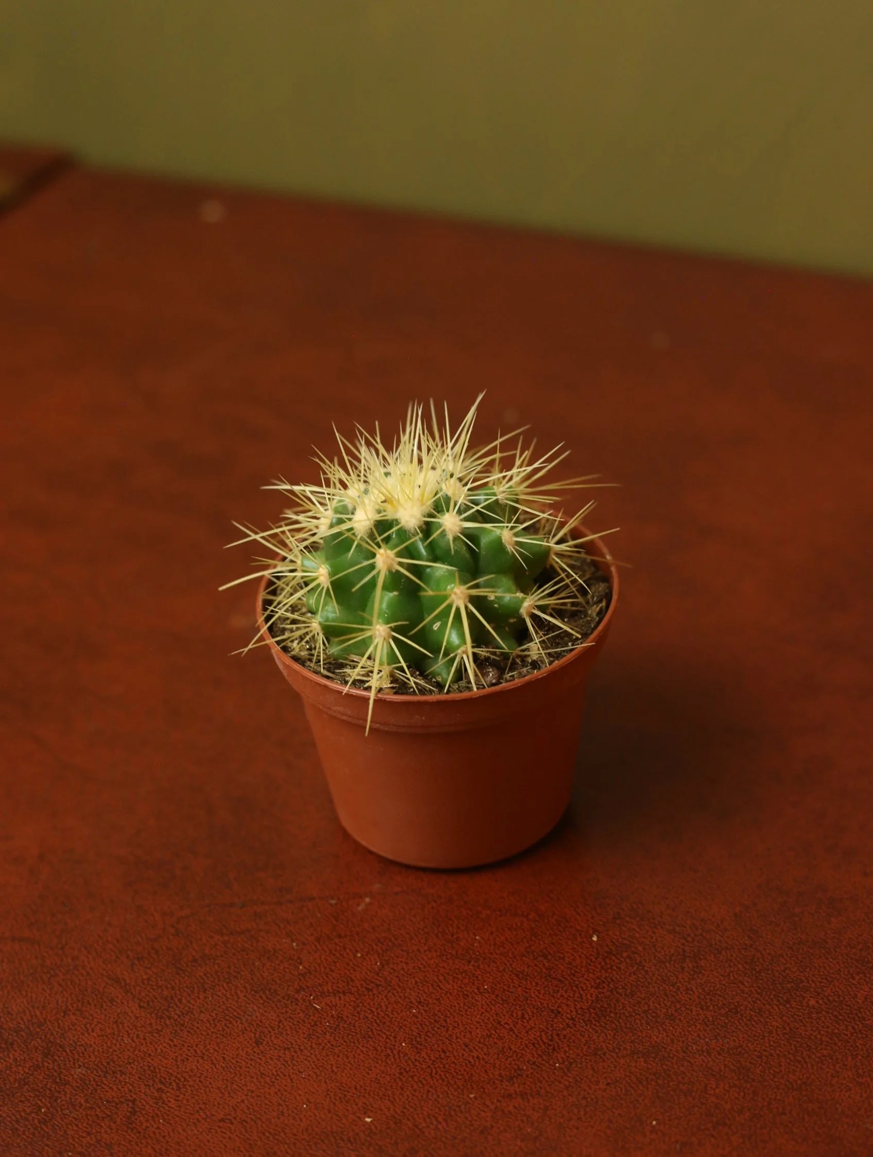 Echinocactus Grusonii 3 Inch