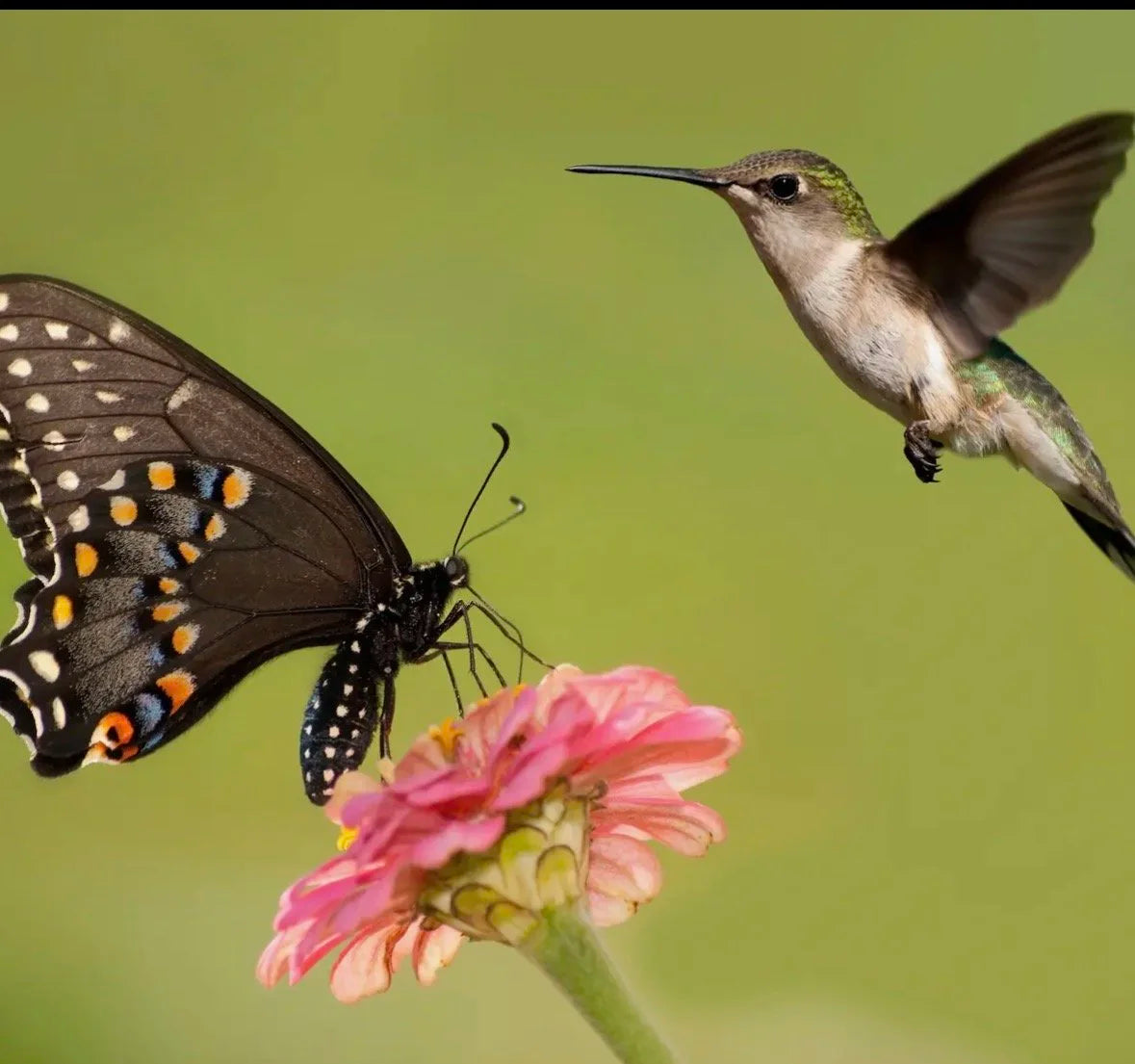 Wildflower Garden Seed Mix- Hummingbird & Butterfly