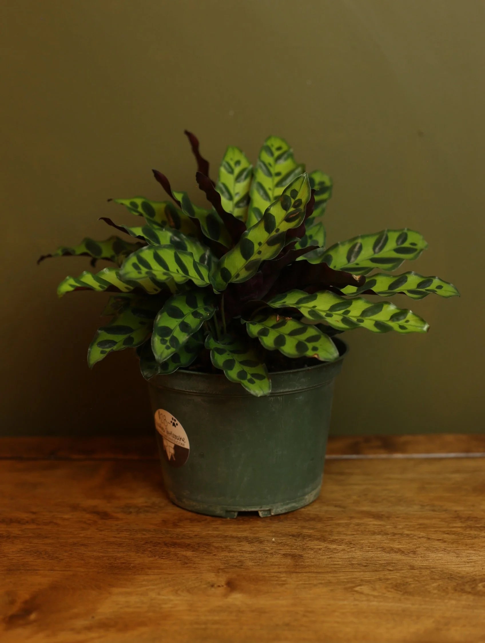 Calathea Rattlesnake 6 inch
