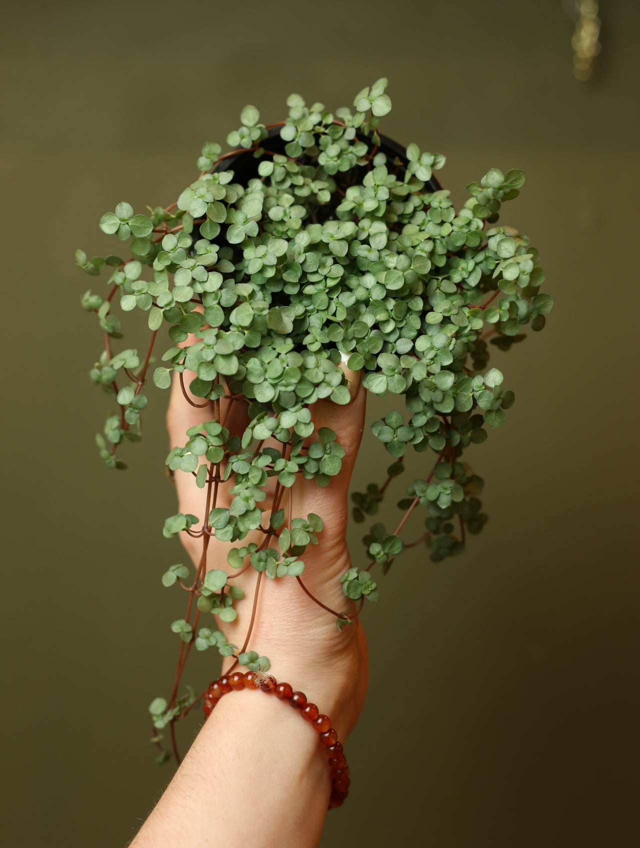 Pilea Mystifall 4 inch