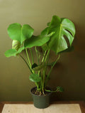 Monstera Deliciosa 6 Inch