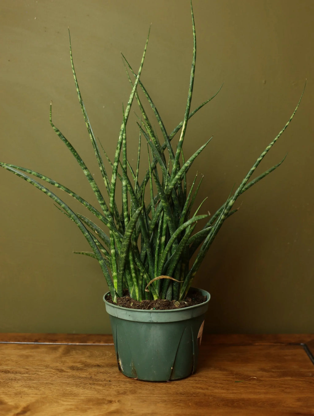 Sansevieria Fernwood 6 Inch