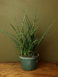 Sansevieria Fernwood 6 Inch