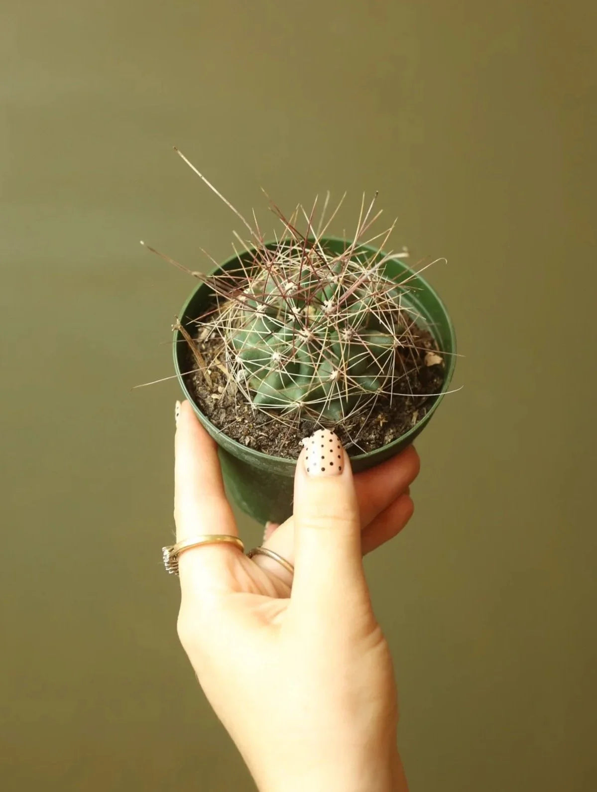 Texas Barrel Cactus 4 Inch