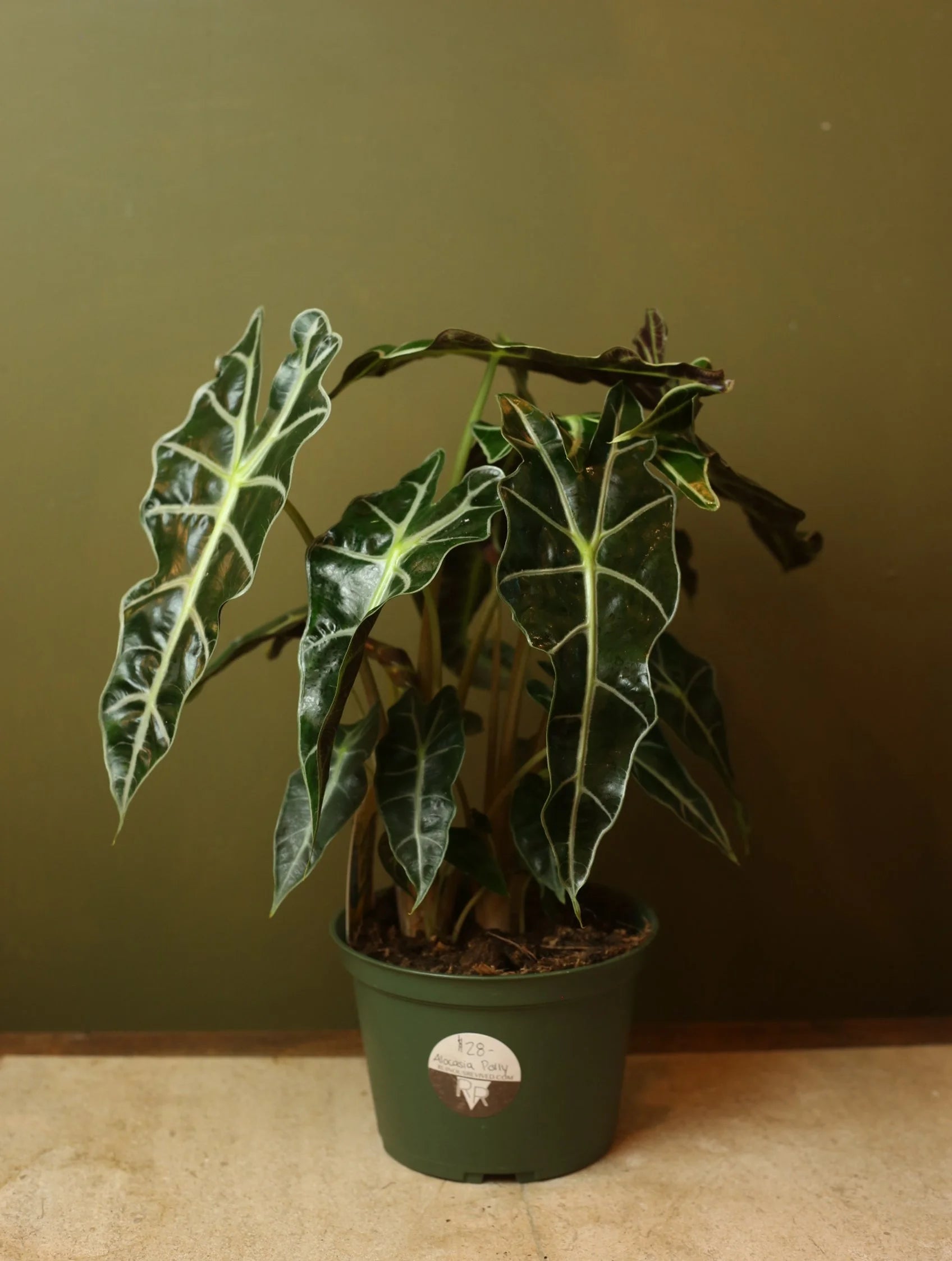 Alocasia Polly 6 Inch