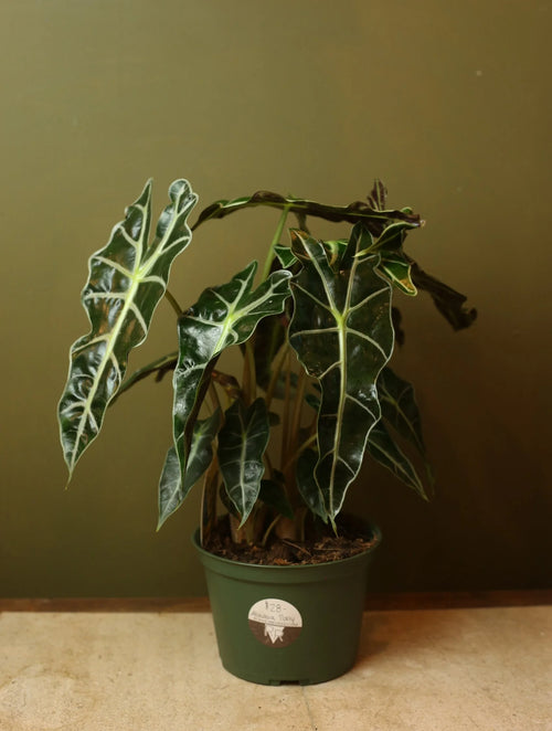 Alocasia Polly 6 Inch