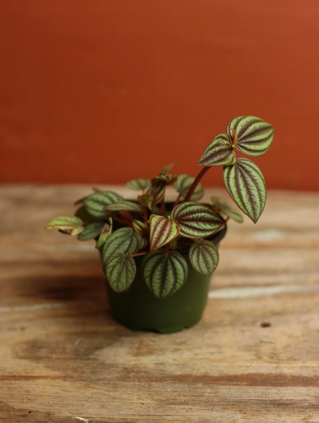Peacock Peperomia 4 Inch