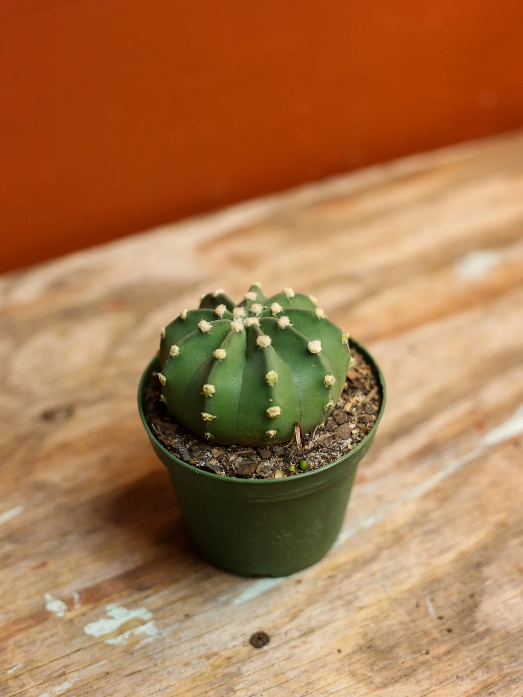Easter Lily Cactus 4 Inch