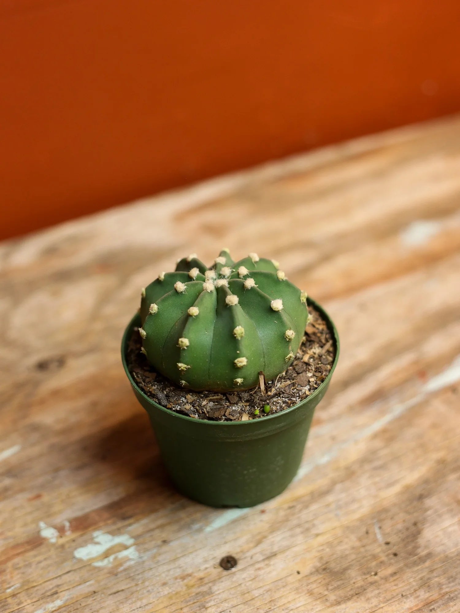 Easter Lily Cactus 4 Inch