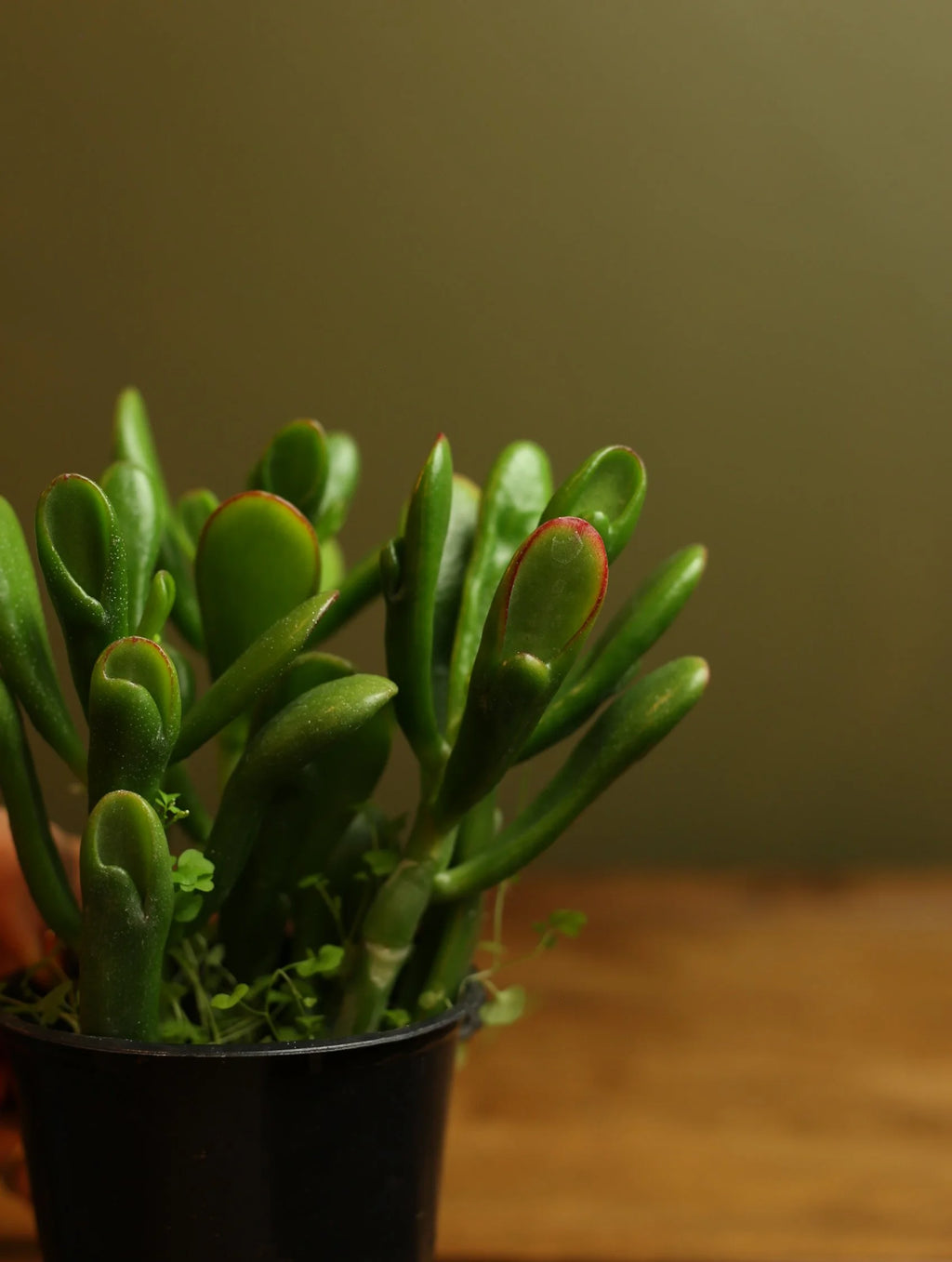 Jade 'Gollom' 4 Inch